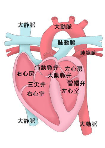 心臓解剖生理