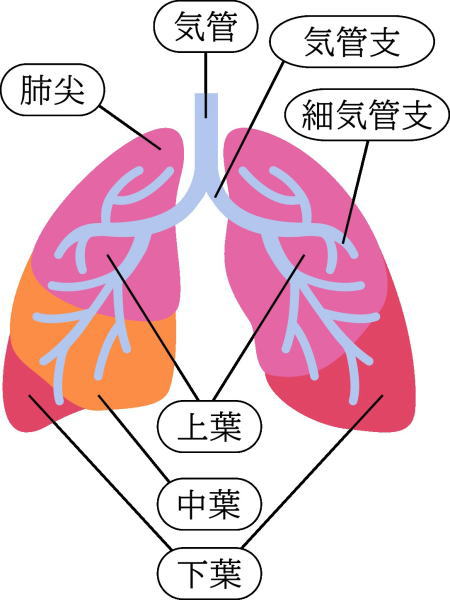 呼吸音聴取肺