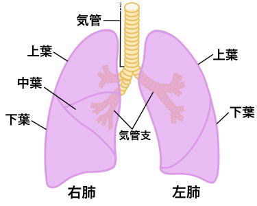 呼吸器構造