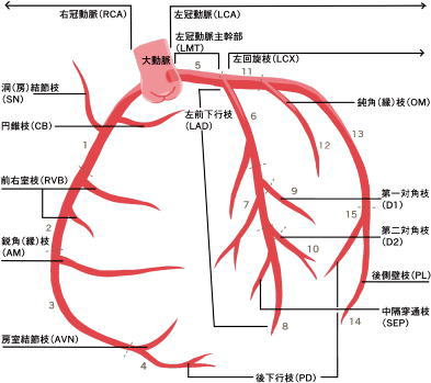 冠状動脈詳細
