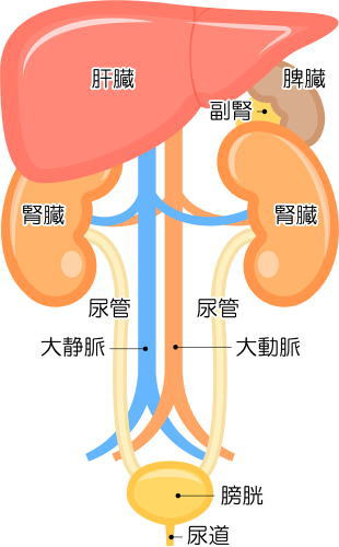 腎臓の位置