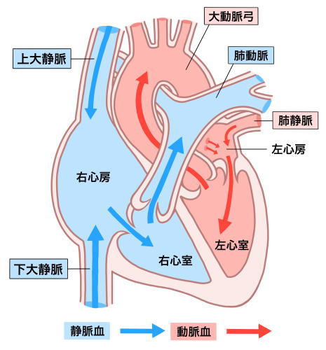 体循環と肺循環