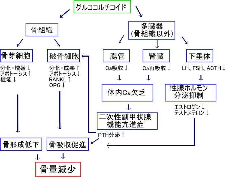 グルココルチコイド誘発性骨粗鬆症患者の今後の見通しはどうなりますか?