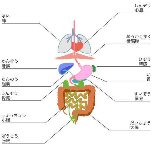 臓器模式図
