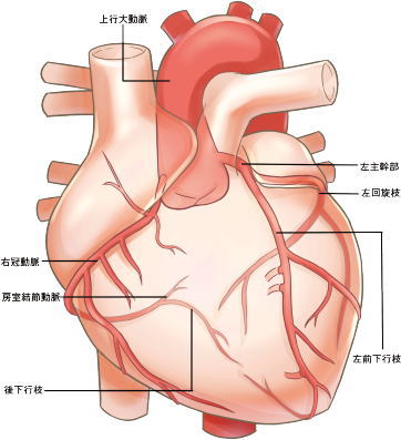 冠動脈解剖