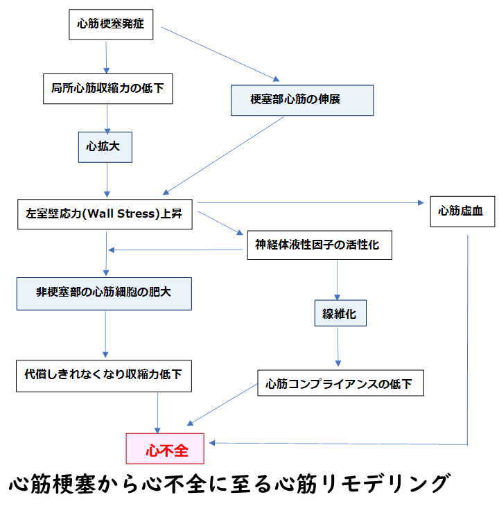 心筋梗塞から心不全に至る心筋リモデリング